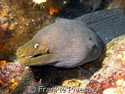 Eye contact with a Fine Spotted Eel, when Diving in the G... by Frankie Rivera 